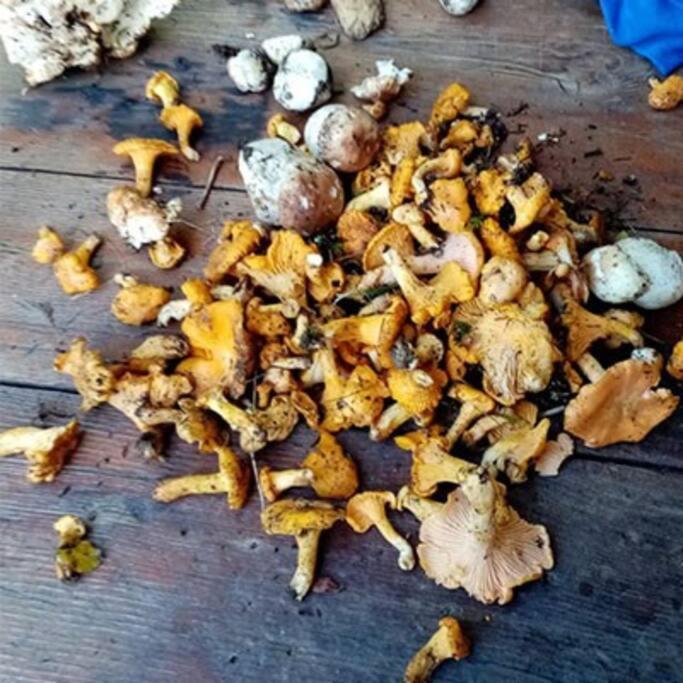 L'Appartement Les Bossons En Lisiere De Foret Dans Le Chalet Genepi Arêches Kültér fotó